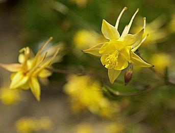 重新设计“寂静岭”网站 《短信》开发者的一封信